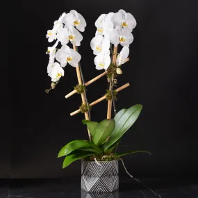 Orchid Planter Zig Zag