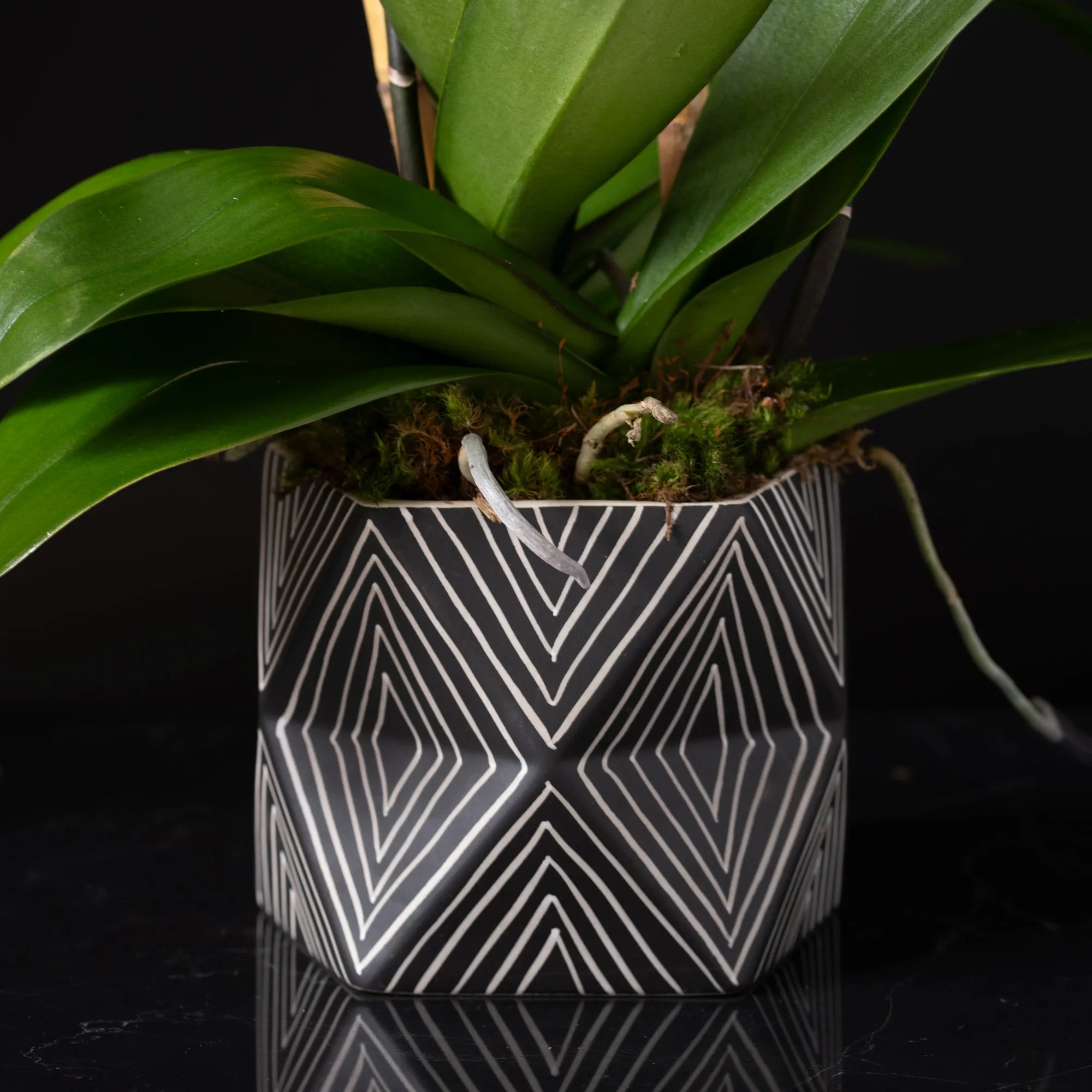 Orchid Planter Zig Zag